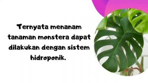 Mengenal  Monstera Deliciosa Kerabat Janda Bolong | Tanaman Hias Outdoor | Tanaman Hias Depan Rumah