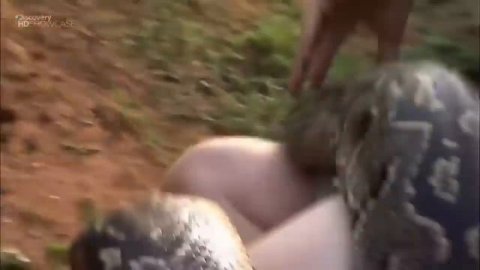 Схватки опаснейших хищников Африки в дикой природе