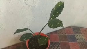 Почему у аукубы почернели листья. Что делать?