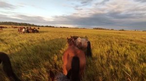 А зори здесь тихие-тихие.| Табунное коневодство ответы на вопросы.