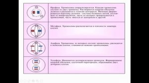 Биология, 9 класс. Деление клеток. Митоз. Людмила Ивановна. Profi-Teacher.ru