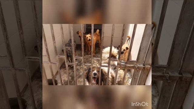 Собаки "Краснодога". смотреть онлайн