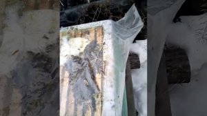Зимовка пчёл в Сибири на улице без дополнительного утепления. Шок!!!