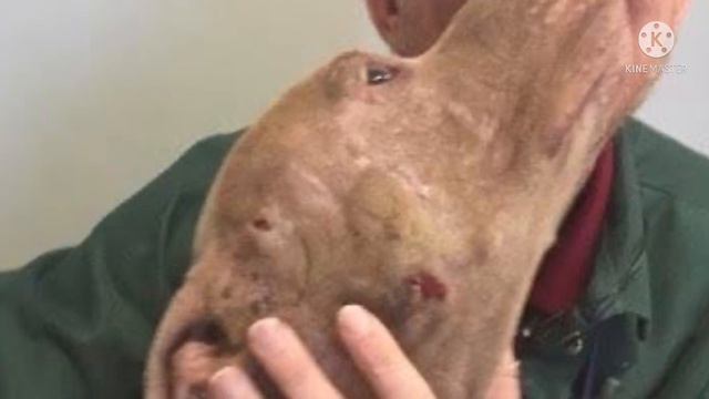 Его привезли на усыпление, но ветеринар не дала этого сделать смотреть онлайн