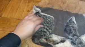 14 летный больной КОТ умирает. Я с ним до конца.14 year old patient CAT dies.