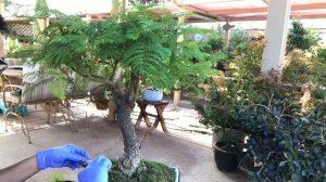 Bonsai - Jacaranda Tree summer Pruning August 2019