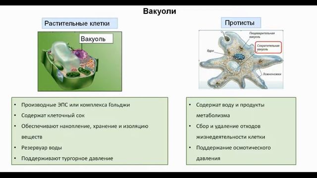Тема 13. Мембранные органоиды смотреть онлайн
