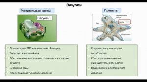 Тема 13. Мембранные органоиды
