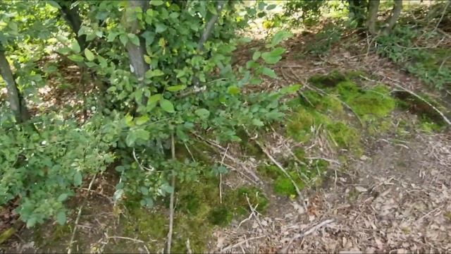 Trompettes de la mort : Bingo ! Craterellus Cornucopioides : Conseils & biotope en Bonus смотреть онлайн