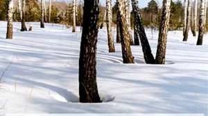 4  Ориентирование по местным признакам