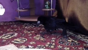 Домашний грач поедает таракана blaberus giganteus.