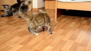Котята мейн-кун 3 месяца