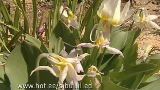 Sulev Savisaar sibullilledest (Aiasaade, 07.05.2011) смотреть онлайн