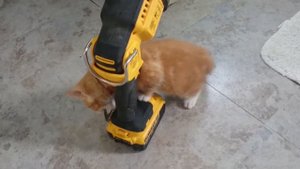 DeWalt DCL043 LED Torch Kittens