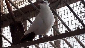 #8. ГолубятняMsc. Голубь Монах . #голуби #голубьмонах #монах