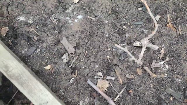 Апрель 2023. Открываем виноград после зимы. смотреть онлайн