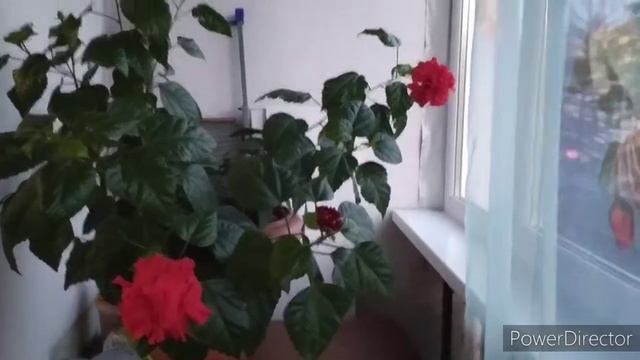 Гибискус смена места результат смотреть онлайн