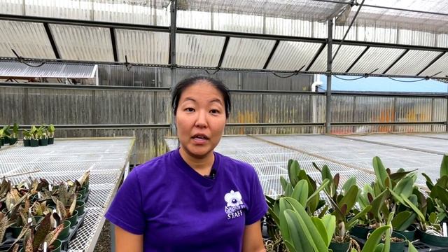 AOG Cattleya Shealth Explained смотреть онлайн