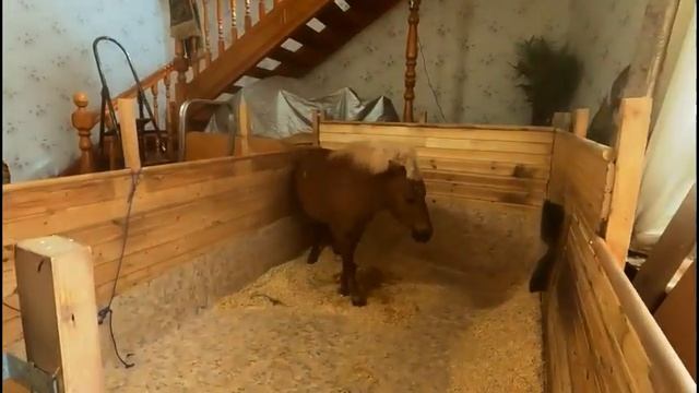 Короткая чёлка. Будто внучок в деревне у бабушки) смотреть онлайн