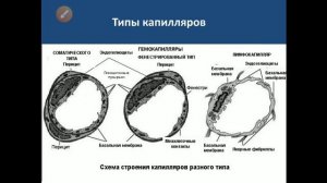 Сердечно сосудистая система