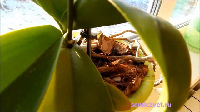 💐 #2 Орхидея Фаленопсис. Размножение. Уход