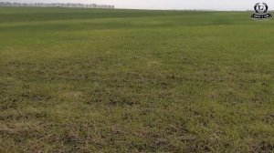 Охота на зайца, с гончей, с дратхааром, загонная охота, девушка охотник / Hare hunting, girl hunter