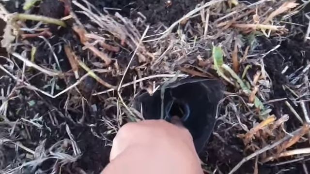 Как сделать ловушку для прыткой ящерицы
