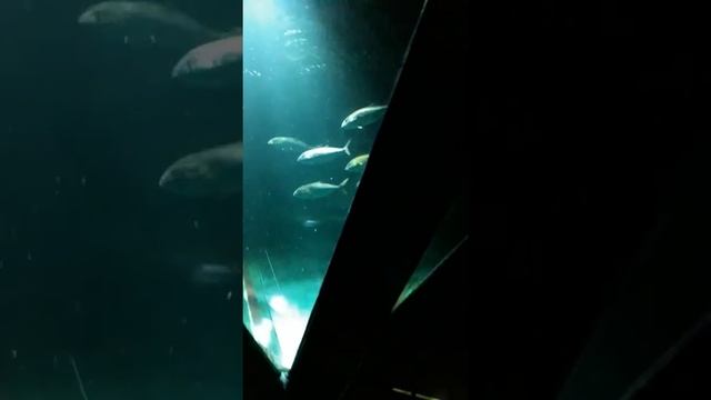 Oceanarium Boulogne sur mer Francja