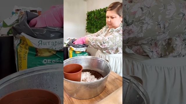 Сансевиерия. Составляем грунт для пересадки. смотреть онлайн