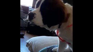 Сенбернар. В кино, Интеллект, Вопросы и ответы,  История