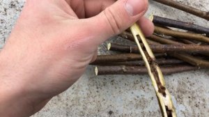 Заготовка и хранение черенков грецкого ореха. (UKR)