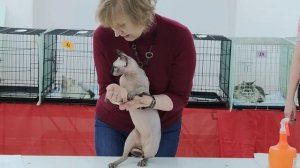 Канадский сфинкс.Майкл призёр!