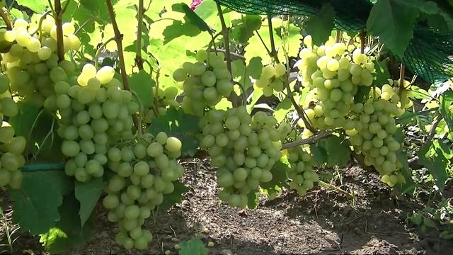 Виноград Продюсер (Сеянец продюсера)