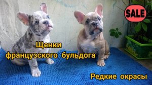 Щенки французского бульдога редких окрасов.