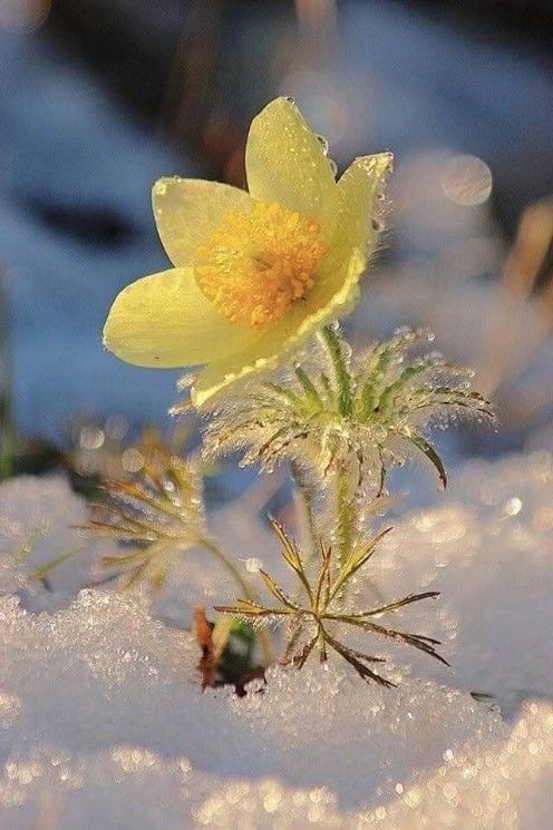 Счастливой Весны! Весенний привет! смотреть онлайн