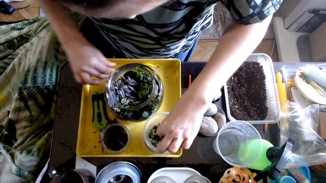 Тропический флорариум с нуля: этапы создания. Справится даже новичок!