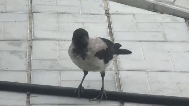 Воронята. Новые друзья ч.1 смотреть онлайн