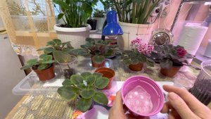 ПОЛЕЗНЫЕ ВИДЕО-СОВЕТЫ по уходу за Фиалками!