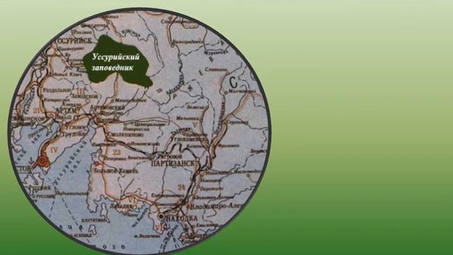 Уссурийский заповедник географическое положение на карте. Уссурийский заповедник на карте. Уссурийский заповедник на карте Приморского края. Уссурийский природный заповедник на карте. Уссурийская тайга географическое положение. Уссурийский заповедник географическое положение на карте. Уссурийский заповедник на карте. Уссурийский заповедник на карте Приморского края. Уссурийский природный заповедник на карте.