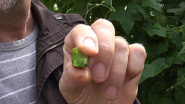 Rühlemann´s "Mini-Gurke - Zehneria (Melothria) scabra" смотреть онлайн