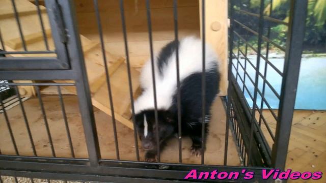 "Скунс добрый зверек" "Skunk is a kind animal " смотреть онлайн