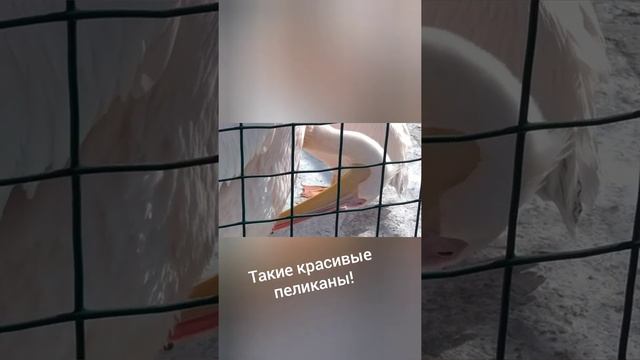 Барнаульский зоопарк смотреть онлайн