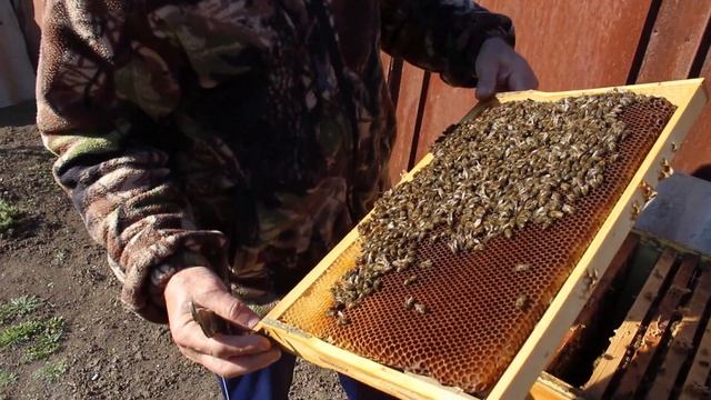 Количество расплода и состояние семьи на 14 марта 2020 смотреть онлайн