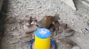 Куріпки сірі серые куропатки разведение куропаток