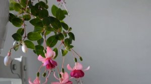 Фуксия. Что ты знаешь о фуксии?