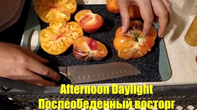 Разрез и дегустация томата Послеобеденный восторг (Afternoon Daylight или Дневное Наслаждение) смотреть онлайн