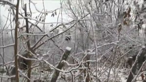 Как живут котята в заброшенной деревне! Часть-21.🌲🏡🌳😺😼😺⛄🌿🌟