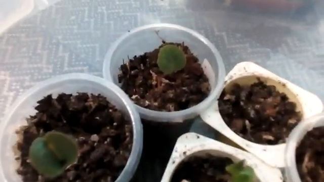 Цикламены и сеянцы. Первый опыт выращивания цикламенов. 8.01.2019 смотреть онлайн