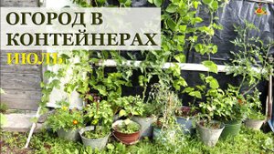 Огород в контейнерах в июле