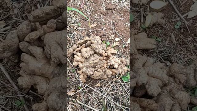 planting ginger